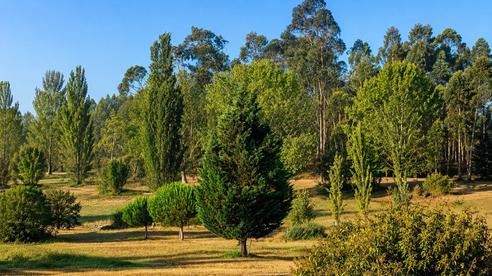 Os prados